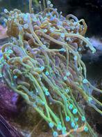 Zeeaquarium koraal, Dieren en Toebehoren, Vissen | Aquariumvissen, Overige typen