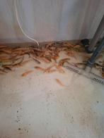 Koi karpers ong 1,5 jaar oud, Dieren en Toebehoren, Karper of Koi