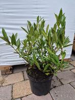 Prunus Otto Luijken laurierkers, Ophalen of Verzenden, Laurier, Haag, Minder dan 100 cm