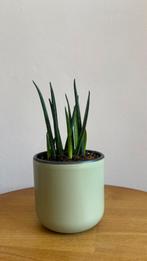 Snake plant, Huis en Inrichting, Ophalen of Verzenden, Overige soorten, Minder dan 100 cm