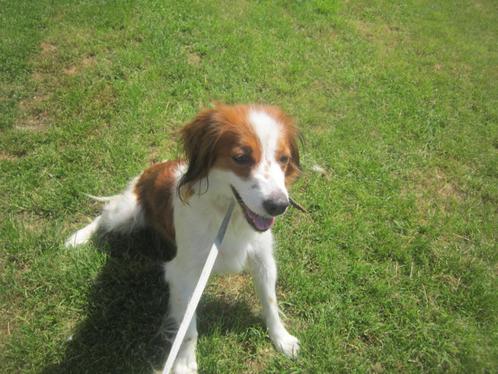 TE KOOP 100% RASZUIVERE KOOIKER [ TEEFJE ] ! ! !, Dieren en Toebehoren, Honden | Chihuahua's en Gezelschapshonden, Teef, Overige rassen