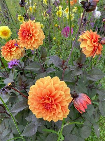 Dahlia Oranje met donkergroen paars blad loof dahliaknol beschikbaar voor biedingen