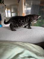 Lief zwart poesje – half Bengaal 🐯 – geboren 10 mei, Dieren en Toebehoren, Katten en Kittens | Raskatten | Korthaar, Poes, Ontwormd