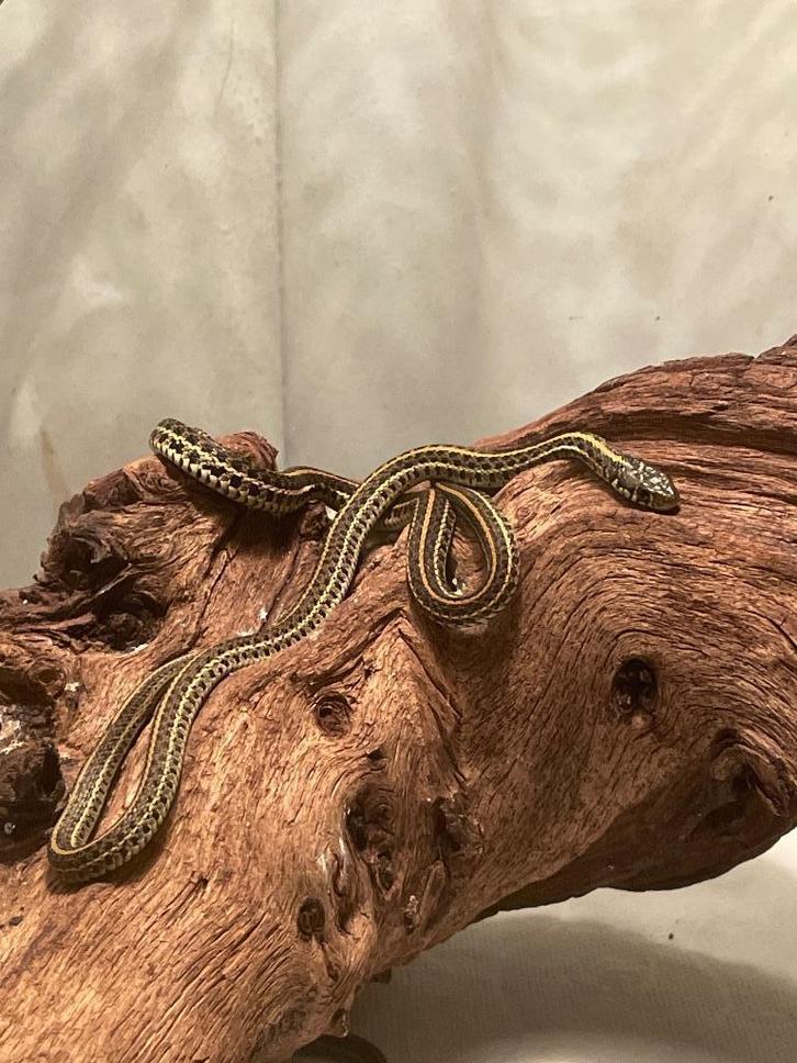 Kousenbandslang/garter snake