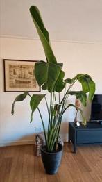 Strelitzia Nicolai, Ophalen, Halfschaduw, 200 cm of meer