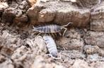 Porcellionides pruinosus ‘Oreo Crumble’, Overige soorten