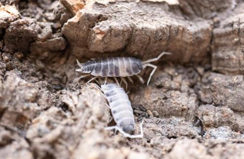 Porcellionides pruinosus ‘Oreo Crumble’, Dieren en Toebehoren, Insecten en Spinnen, Overige soorten