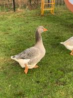 Toulouse blauwe gent, Dieren en Toebehoren, Pluimvee, Mannelijk, Eend