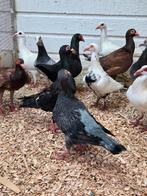 Franse bagadetten syrisch, Meerdere dieren, Overige soorten