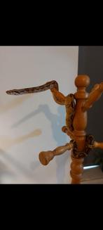 Boa constrictor, Dieren en Toebehoren, Ophalen of Verzenden, Zo goed als nieuw, Overige typen