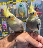 cockatiels puppy in diverse kleuren, Meerdere dieren, Parkiet, Pratend