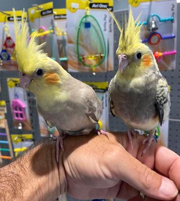 cockatiels puppy in diverse kleuren beschikbaar voor biedingen