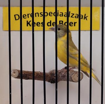 Dubbel pastel zwartkopsijs man beschikbaar voor biedingen