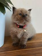 Ragdoll kittens, Dieren en Toebehoren, Katten en Kittens | Raskatten | Langhaar, Meerdere dieren, Gechipt, 0 tot 2 jaar