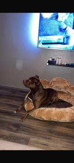 Lieve baasje GEZOCHT Red Nose Pitbull, Dieren en Toebehoren, 6 jaar of ouder, Reu, Eén hond, Nederland