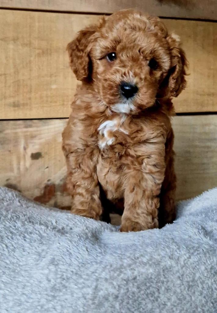 Kleine dwerg poedel teefjes met stamboom - grote toy poedel, Dieren en Toebehoren, Honden | Chihuahua's en Gezelschapshonden, Teef