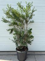 Osmanthus burkwoodii	125-150 Cont., Tuin en Terras, Planten | Tuinplanten, Overige soorten, Vaste plant, Ophalen of Verzenden