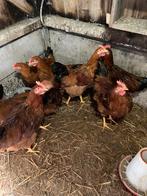 New Hampshire hanen, Dieren en Toebehoren, Juli, Mannelijk