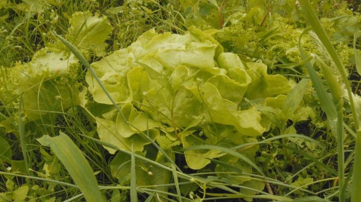 Hulp Boer, Tuin en Terras, Aarde en Mest, Tuinaarde, Ophalen of Verzenden