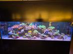 Mooi compleet zeeaquarium 230x70x70 zonder levende haven, Dieren en Toebehoren, Vissen | Aquaria en Toebehoren, Ophalen, Zo goed als nieuw
