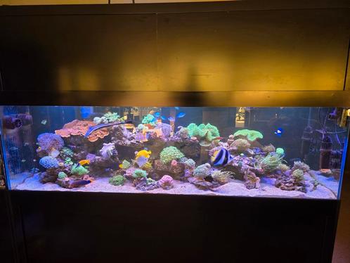 Mooi compleet zeeaquarium 230x70x70 zonder levende haven, Dieren en Toebehoren, Vissen | Aquaria en Toebehoren, Zo goed als nieuw