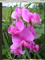 Zaad van de vaste Lathyrus., Ophalen of Verzenden, Halfschaduw, Zaad