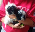 2 cavia beertjes., Dieren en Toebehoren, Knaagdieren, Cavia, Mannelijk, November, Tam