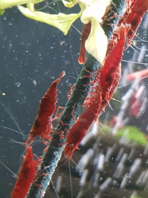 Hobbyaquarium Deep Red/sakura garnalen Zondag 18 mei 12/17u, Dieren en Toebehoren, Vissen | Aquariumvissen, Zoetwatervis, Kreeft, Krab of Garnaal