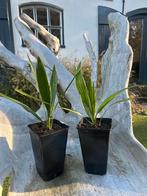 Phoenix canariensis – Canarische dadelpalm, Bio, Tuin en Terras, Planten | Bomen, Ophalen of Verzenden, Minder dan 100 cm, Zomer