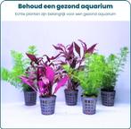Aquabetta Aquarium Planten Set LAP-008, Verzenden, Info@aquadeco.nl, Plant(en), Steen of Hout, Aquadeco