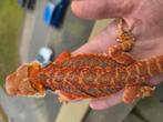 Erg mooie red tigers hypo tigers baardagamen  aangeboden, Dieren en Toebehoren, Reptielen en Amfibieën, Hagedis, Tam, 0 tot 2 jaar