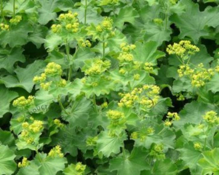 Vrouwenmantel, bodembedekker, bijna gratis, Tuin en Terras, Planten | Tuinplanten, Vaste plant, Bodembedekkers, Halfschaduw, Zomer