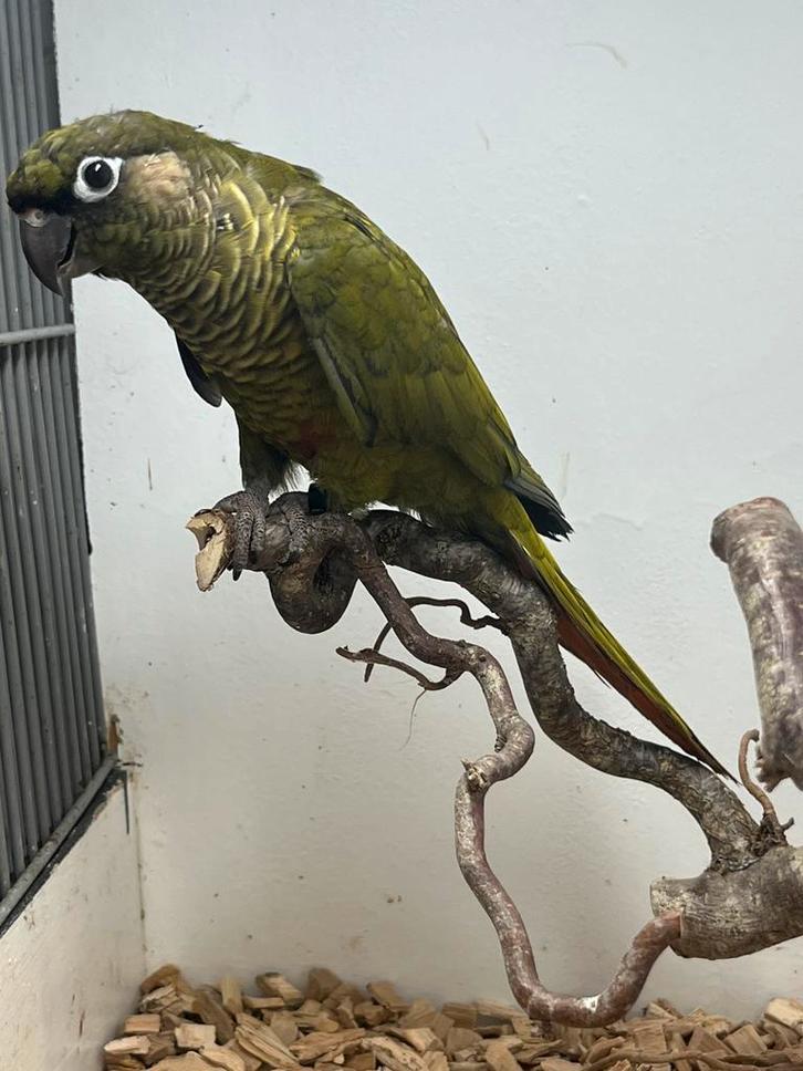 Pyrrhura frontalis split grijsgroen, Dieren en Toebehoren, Vogels | Parkieten en Papegaaien, Parkiet, Meerdere dieren