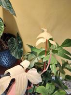 Philodendron Florida ghost, Huis en Inrichting, Overige soorten, Minder dan 100 cm, Ophalen of Verzenden, Volle zon