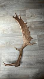 Damhert gewei, Ophalen of Verzenden, Zo goed als nieuw, Hert, Gewei of Kop