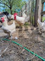 Poule de Bresse haan/ hanen - ruilen/te koop, Dieren en Toebehoren, Pluimvee, Mannelijk, Kip