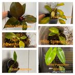 Philodendron plantenplakket (6 planten!), Huis en Inrichting, Kamerplanten, Overige soorten, In pot, Minder dan 100 cm, Groene kamerplant