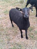 Fok schapen, Dieren en Toebehoren, Schapen, Geiten en Varkens, Vrouwelijk, Schaap, 0 tot 2 jaar