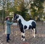 3 jarige Barock Pinto hengst, Dieren en Toebehoren, Hengst, Niet van toepassing, Ontwormd, 3 tot 6 jaar