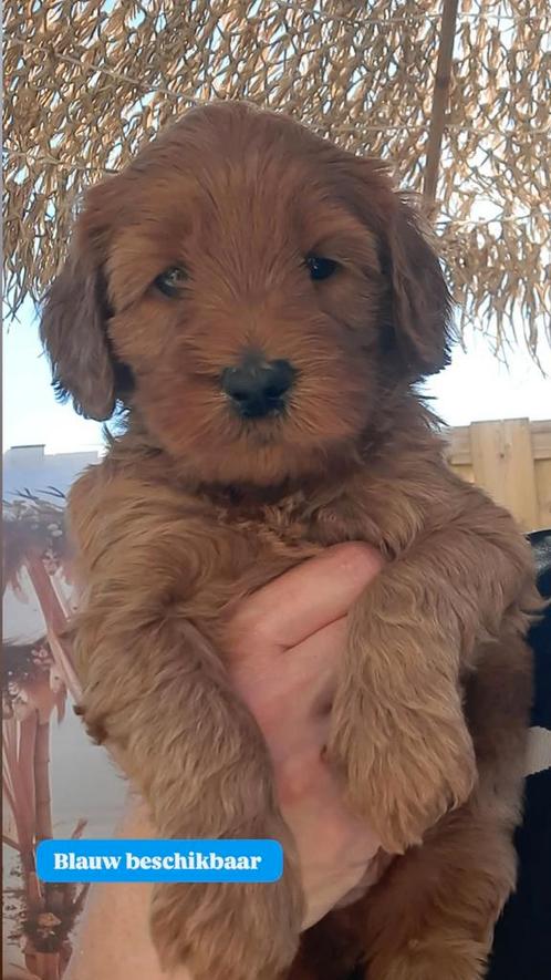 Australian labradoodle reutje met Wala stamboom, Dieren en Toebehoren, Honden | Retrievers, Spaniëls en Waterhonden, Reu, Overige rassen