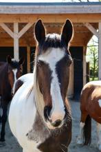 Freestyle getrainde 17 jarige merrie E pony, Dieren en Toebehoren, Paarden, Merrie, Recreatiepaard