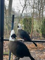 Witkuiftoerako’s, Meerdere dieren