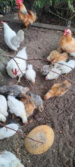 Serama Glad en zijderverig kuikens, Dieren en Toebehoren, Meerdere dieren, Kip