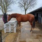 Stoere veelbelovende 3jr ruin, v Kjento, Dieren en Toebehoren, Paarden, Ruin, Dressuurpaard