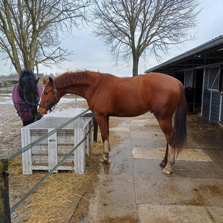 Stoere veelbelovende 3jr ruin, v Kjento, Dieren en Toebehoren, Paarden, Ruin, Dressuurpaard