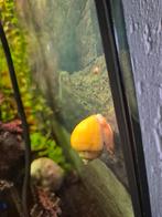 Appelslak jonkies geel, Slak of Weekdier, Zoetwatervis
