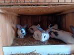 Lotharinger x Vlaamse reus konijntjes, Dieren en Toebehoren, Mei, Meerdere dieren, Overige typen
