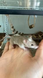 Tamme kleur muis, Dieren en Toebehoren, Maart, Muis, Vrouwelijk, Tam