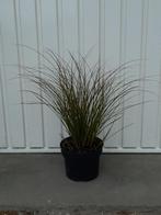 Siergras Carex red rooster en prairie fire, Tuin en Terras, Ophalen, Herfst, Vaste plant, Siergrassen