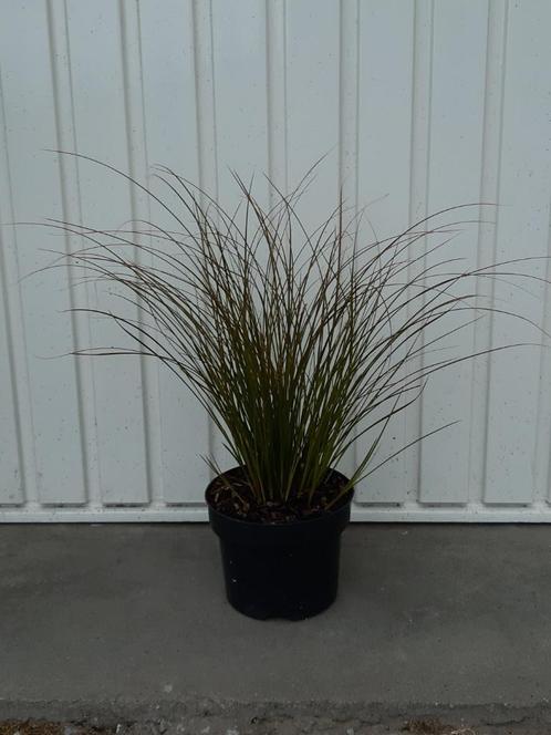 Siergras Carex red rooster en prairie fire, Tuin en Terras, Planten | Tuinplanten, Vaste plant, Siergrassen, Herfst, Ophalen